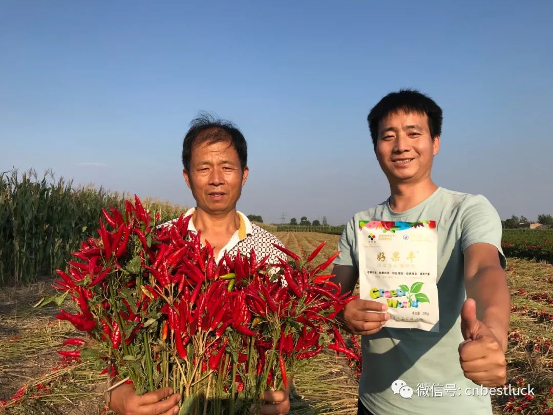 Haoguofeng has obvious effect on color change and yield increase in pepper