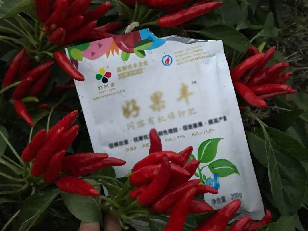 Haoguofeng has obvious effect on color change and yield increase in pepper