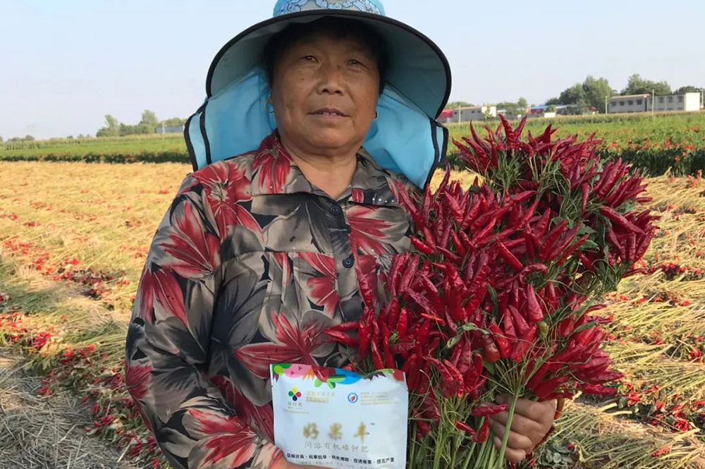 Haoguofeng has obvious effect on color change and yield increase in pepper